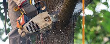 Best Seasonal Cleanup (Spring/Fall)  in Hidden Hills, CA