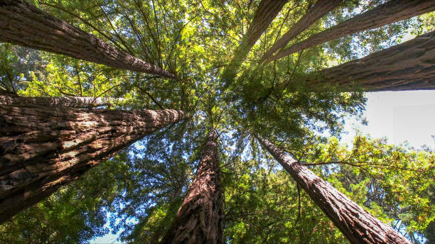 Best Tree Preservation Services  in Hidden Hills, CA