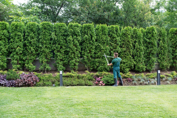 Best Fruit Tree Pruning  in Hidden Hills, CA