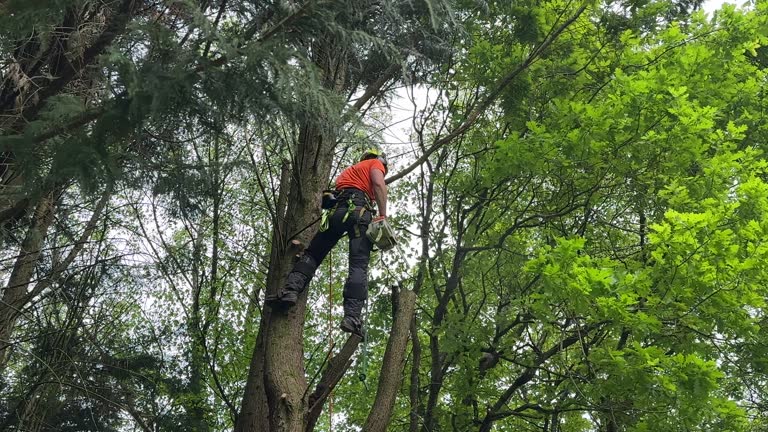 How Our Tree Care Process Works  in  Hidden Hills, CA