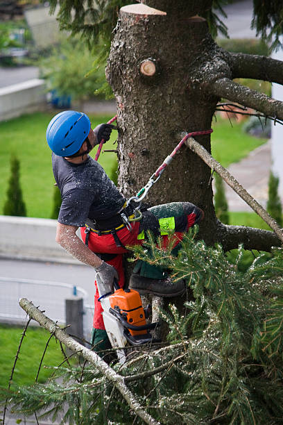 Best Tree Cabling and Bracing  in Hidden Hills, CA